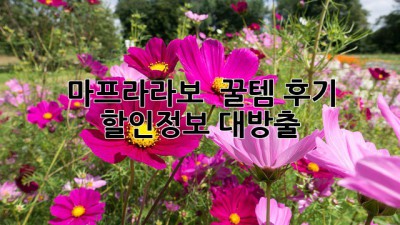마프라라보 ✨ 꿀템 후기 & 할인정보 대방출! 💰